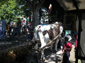 The  bullock Sixten